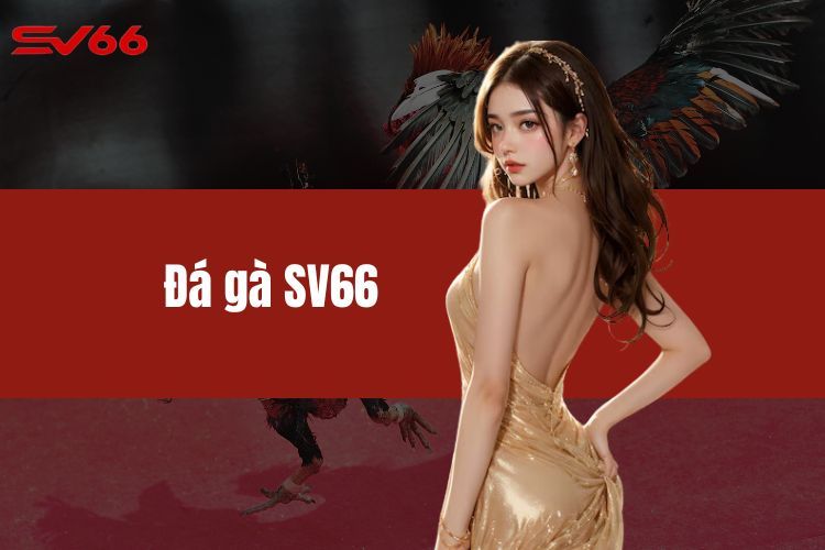 Đá Gà SV66 - Thiên Đường Chọi Gà Hấp Dẫn Của Nhiều Sư Kê