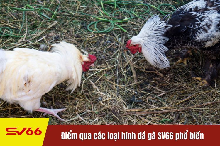 Điểm qua các loại hình đá gà SV66 phổ biến